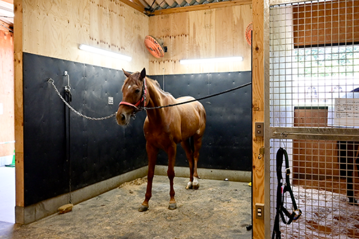 ホースブリッジ（新厩舎）